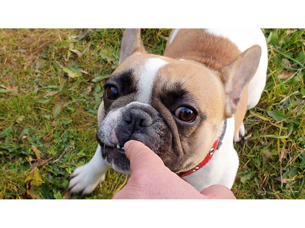 Understanding French Bulldog Bites: Causes and Prevention